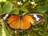 Mariposario