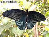 Mariposario