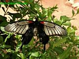 Mariposario
