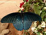 Mariposario