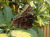 Mariposario