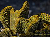 Suculenta