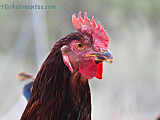 Animales en cortijo