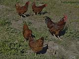 Animales en cortijo